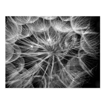 Monochrome Dandelion Seed Macro Postcard
