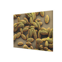 Monocot pollen from an Iris Gallery Wrap Canvas
