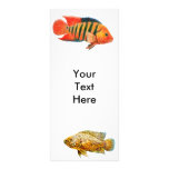 Monster Cichlid Fish Rack Card rack cards