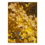 Montana Autumn Card