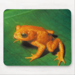 Monte Verde Toad - Bufo periglenes mousepads