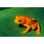 Monte Verde Toad - Bufo periglenes t-shirts