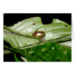 Monteverde, Costa Rica Greeting Card
