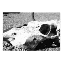 Moo Photograph