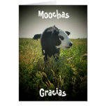 Moochas Gracias Greeting Cards