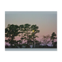 Moon Setting @ Dawn Items Postcard