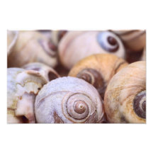 Moon Snail Shells Photograph
