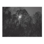 Moon & Trees Postcard