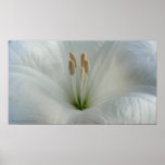 Moonflower Centre posters