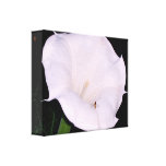 Moonflower & Friend Photography canvas prints