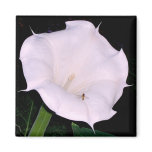 Moonflower Magnet