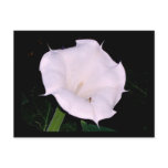 Moonflower postcards