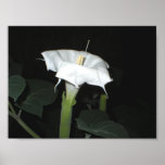 MoonFlower posters
