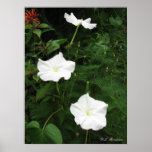 Moonflowers posters
