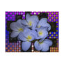 Moonlight Stardus Plumeria tWeave Postcard