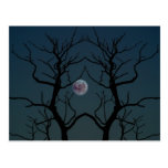 Moonlight Tree Silhouette Post Cards