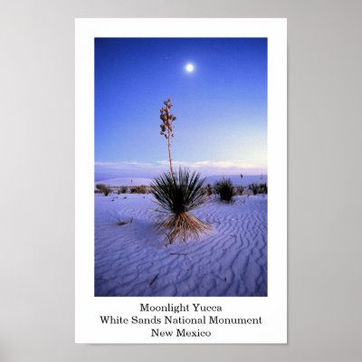 Moonlight Yucca Posters