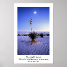 Moonlight Yucca Posters