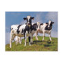 Moooh! Postcard