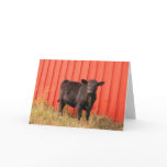 Mooooo Card