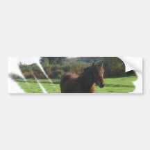 Moor Pony Bumper Sticker