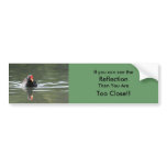 Moorhen and Reflection bumper stickers