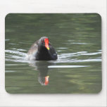 Moorhen and Reflection mousepads