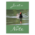 Moorhen cards