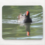 Moorhen mousepads