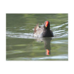Moorhen postcards