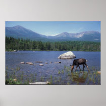 Moose and Mount Katahdin Poster