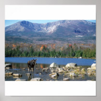 Moose at Sandy Stream Pond Posters