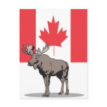 Moose Canada postcards