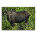 Moose cards