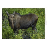 Moose cards