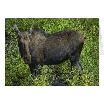 Moose Greeting Card by Digitalwonder