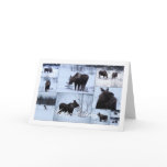 Moose Collage; Happy Birthday cards