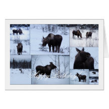 Moose Collage; Happy Birthday Greeting Card