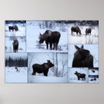 Moose Collage posters