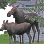 Moose cow with calf Photo Sculpture photo sculptures