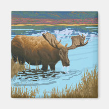 Moose Drinking at Lake - Yellowstone National Magnet