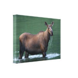 moose gallery wrap canvas