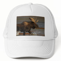 moose