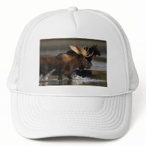 Moose