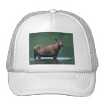 moose hat