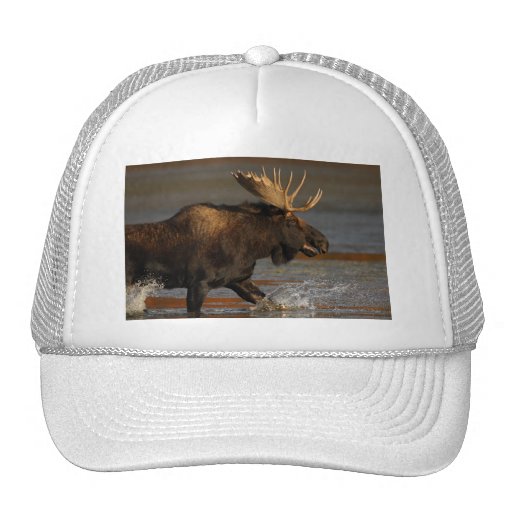 moose hats