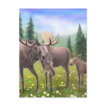 Moose in a Northern Forest Postcard