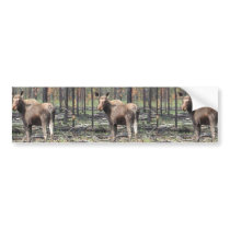 Moose in burn area bumper stickers