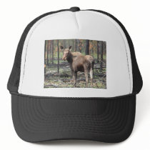 Moose in burn area hat