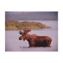 Moose in Lake Postcards